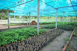 Kep's first tree nursery, supported by JAIF under the ASEAN SDGs FC2, near Kep National Park